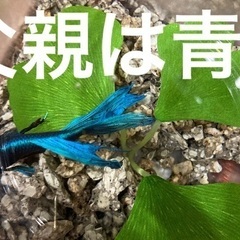 ベタ　トラディショナル　稚魚の画像