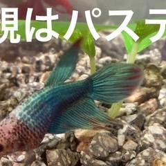 ベタ　トラディショナル　稚魚の画像