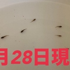 ベタ　トラディショナル　稚魚の画像