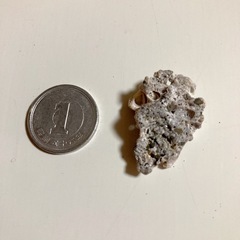 天然　キクメイシ　珊瑚礁　サンゴ  人気の画像