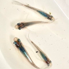 ⭐️メダカ⭐️宇都宮　　カワチ薬品上三川インターパーク店内　あぜみちコーナーの画像