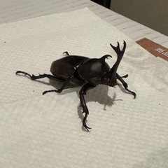 カブトムシの画像
