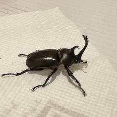 カブトムシの画像