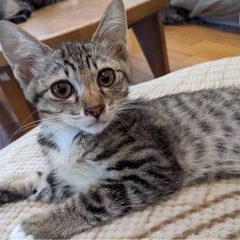 イケメン！キジトラくんの画像