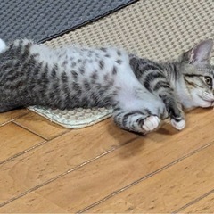 イケメン！キジトラくん - 猫