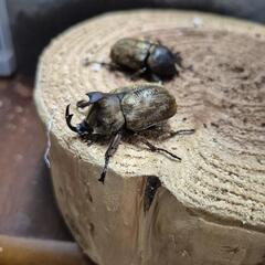 サビイロカブトペアの画像