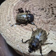 サビイロカブトペアの画像