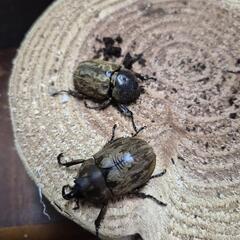 サビイロカブトペアの画像