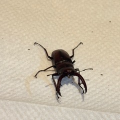 クワガタの画像