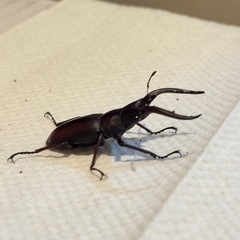 クワガタの画像