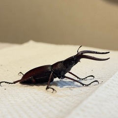 クワガタの画像