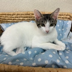 フワフワの白い毛にピンクのお鼻がかわいい🩷