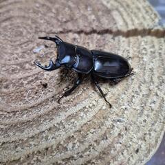 ツノボソオオクワガタペアの画像