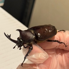カブトムシの画像