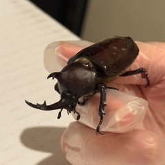 カブトムシの画像