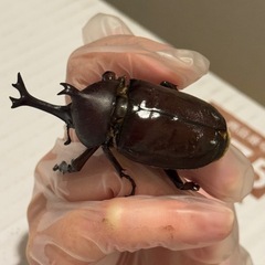 カブトムシの画像