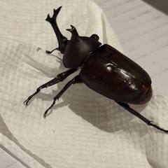 カブトムシの画像