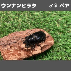ウンナンヒラタ ♂♀ペア WF7 No.1の画像