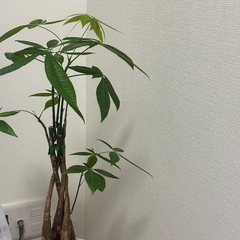 観葉植物　パキラ