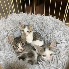 生後1ヶ月くらいの子猫3匹