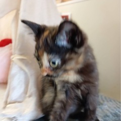 サビちゃんの里親募集　サビちゃんはとても賢いです。