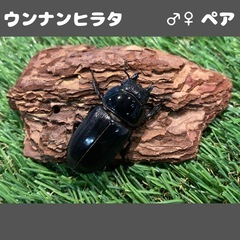 ウンナンヒラタ ♂♀ペア WF7 No.2の画像