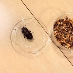 ノコギリクワガタ♀の画像