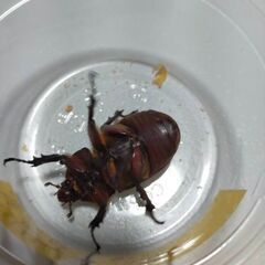 カブトムシ都城市産WF1メスの画像