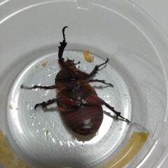 カブトムシ都城市産WF1メスの画像