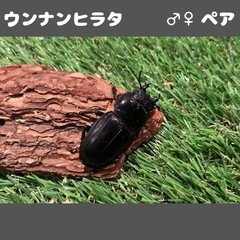 ウンナンヒラタ ♂♀ペア WF7 No.3の画像