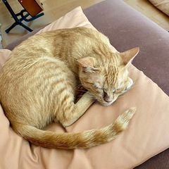中標津町【まーちゃん♀】茶トラのお母さん猫