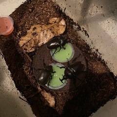 【8/10までの投稿、受け渡し出来る方】天然採集カブトムシペア➕ノコギリペアの画像