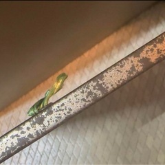 アンティーク ビンテージ ミラー 鏡 ルネッサンス 壁掛け アートの画像