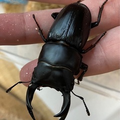 オオクワガタ♂♀ペア【山形県飯豊町産】の画像