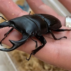 オオクワガタ♂♀ペア【山形県飯豊町産】の画像