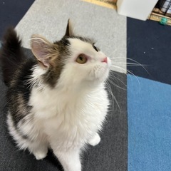 ラガマフィン - 豊橋市