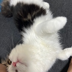 ラガマフィン - 猫