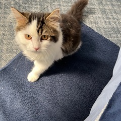 ラガマフィン - 里親募集