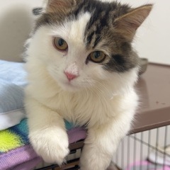 ラガマフィン − 愛知県