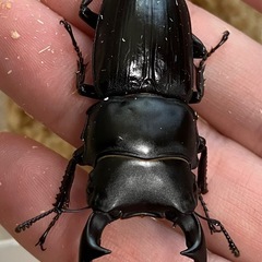 オオクワガタ♂♀ペア【山形県飯豊町産】の画像