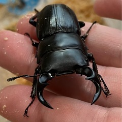オオクワガタ♂♀ペア【山形県飯豊町産】の画像