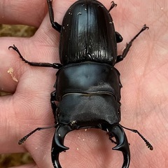 オオクワガタ♂♀ペア【山形県飯豊町産】の画像