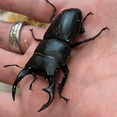 オオクワガタ♂♀ペア【山形県飯豊町産】の画像