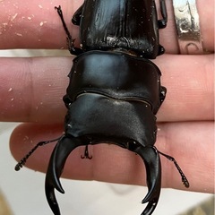 オオクワガタ♂♀ペア【山形県飯豊町産】の画像