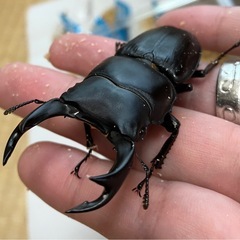 オオクワガタ♂♀ペア【山形県飯豊町産】の画像