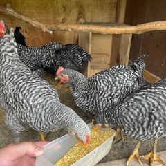 早い方優先！1歳未満大軍鶏、その他🐓の画像