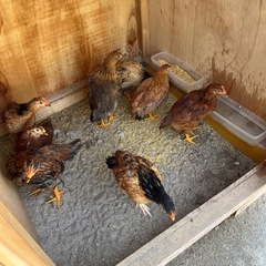 早い方優先！1歳未満大軍鶏、その他🐓の画像