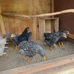 早い方優先！1歳未満大軍鶏、その他🐓の画像