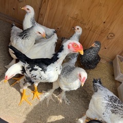 早い方優先！1歳未満大軍鶏、その他🐓の画像