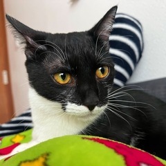 里親さん探しています。